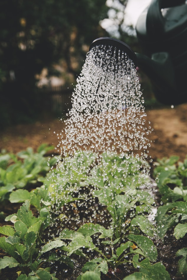 comment economiser eau au jardin