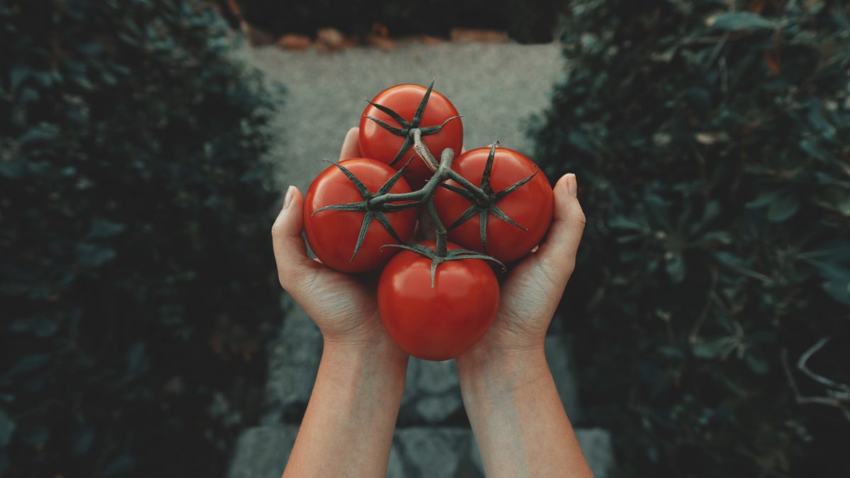 Comment faire pousser des tomates dans le jardin : le guide simple et complet