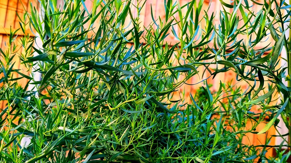 herbes aromatiques jardin estragon