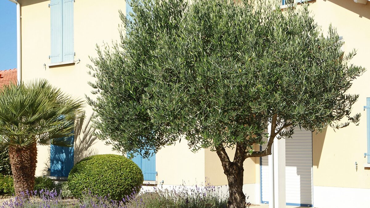 Comment bien tailler un olivier trop haut ?