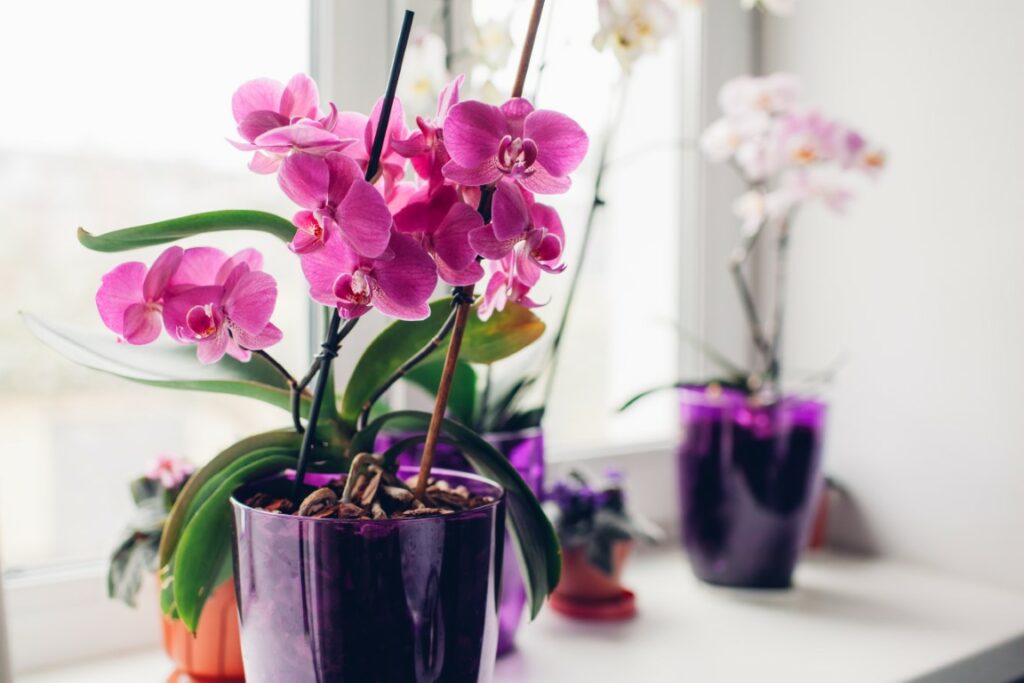 Comment faire refleurir une orchidée 