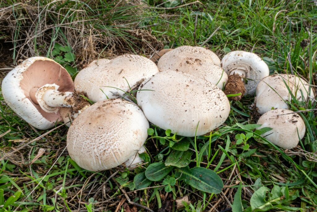 Les champignons les plus fréquents dans nos jardins