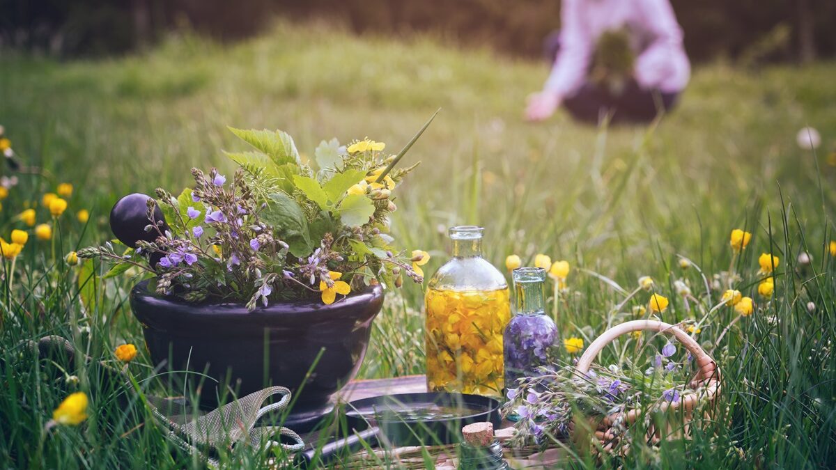 Comment cultiver et utiliser des plantes médicinales dans votre jardin ?